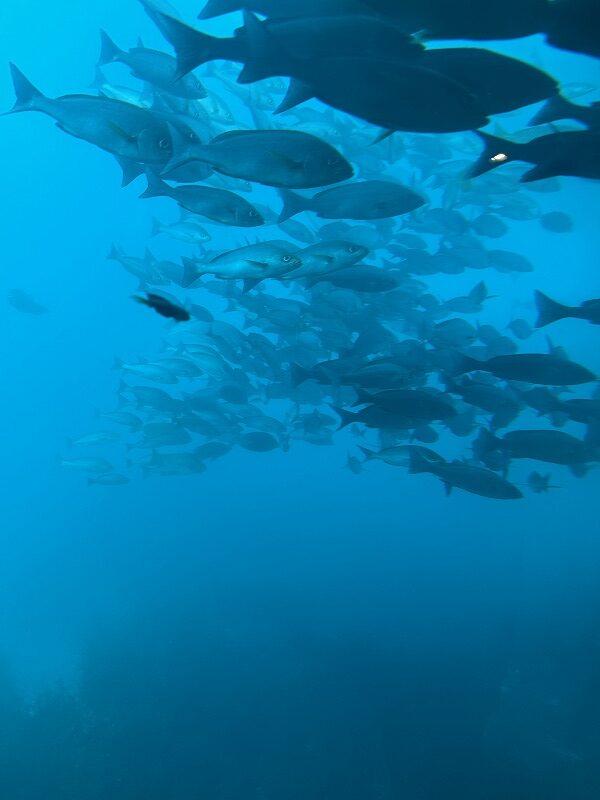 かつうら海中公園 海中展望塔