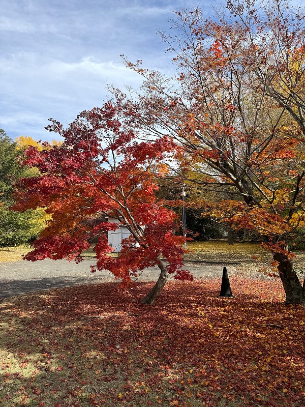 地球ひろばの紅葉