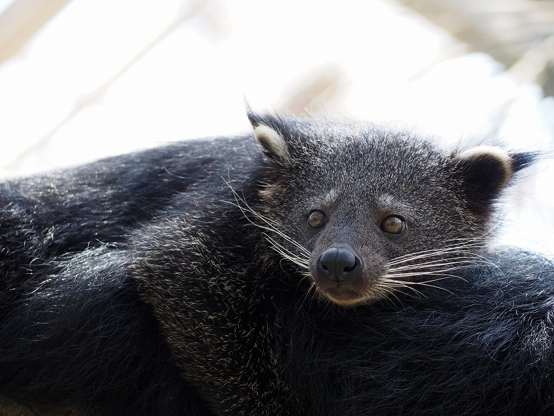 ビントロング（写真ACより）
