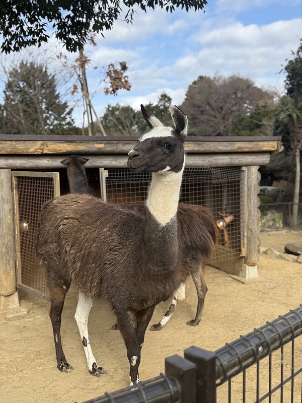 ラマがいっぱい