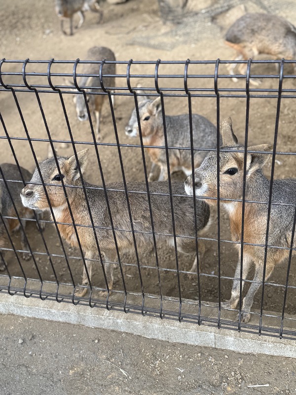 ワラビ―がいっぱい