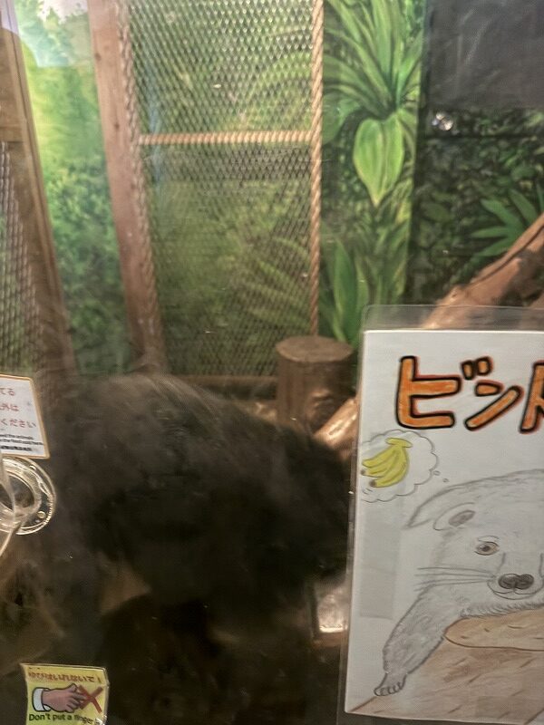 ビントロング＝クマネコ