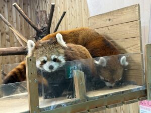 レッサーパンダかわいい