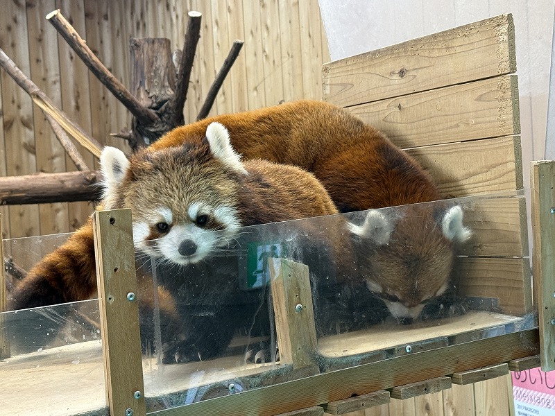 レッサーパンダかわいい