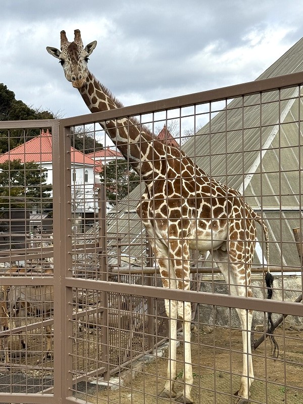 アミメキリンもいる！