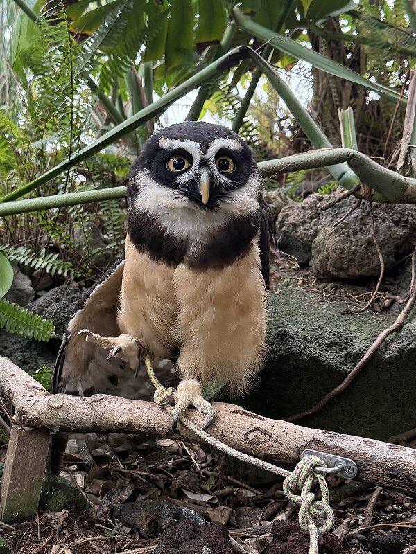 何のフクロウ？かわいいー