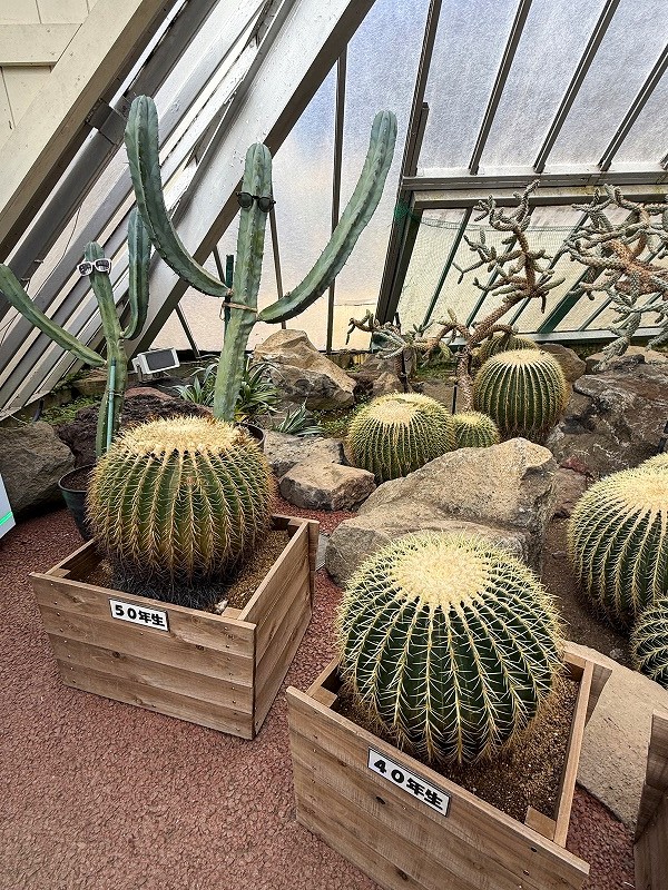 ５０歳のサボテン