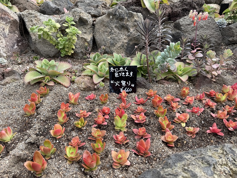 冬に赤く色づく“火祭り”