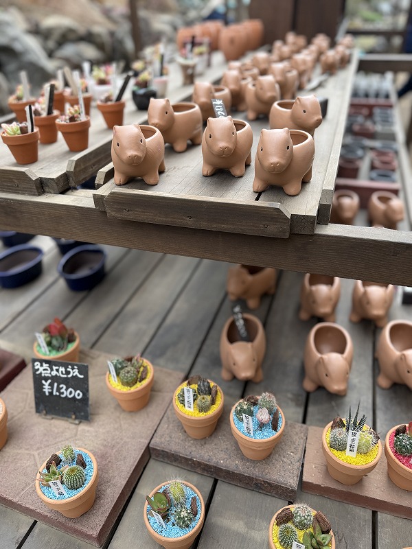 植木鉢 カビパラのものも！