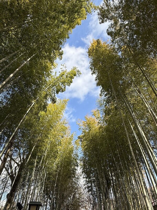 竹林を歩きます