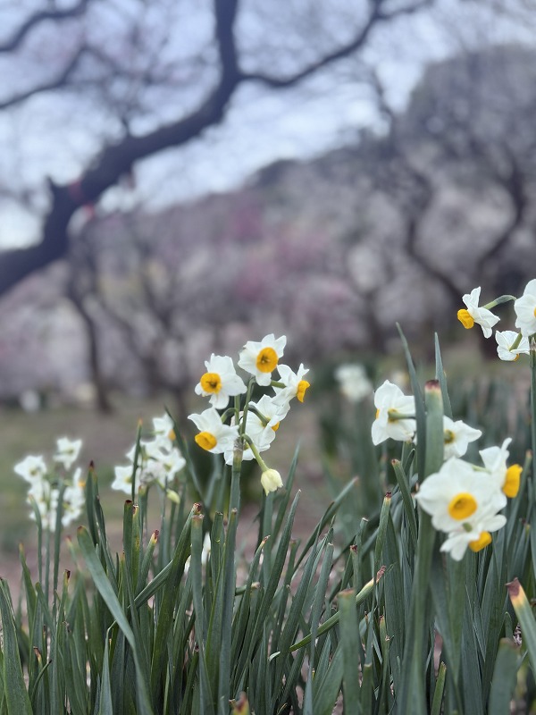 水仙と梅の木