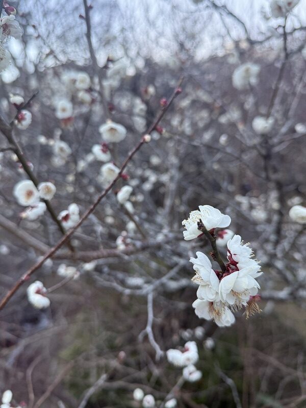 梅って香りがいい