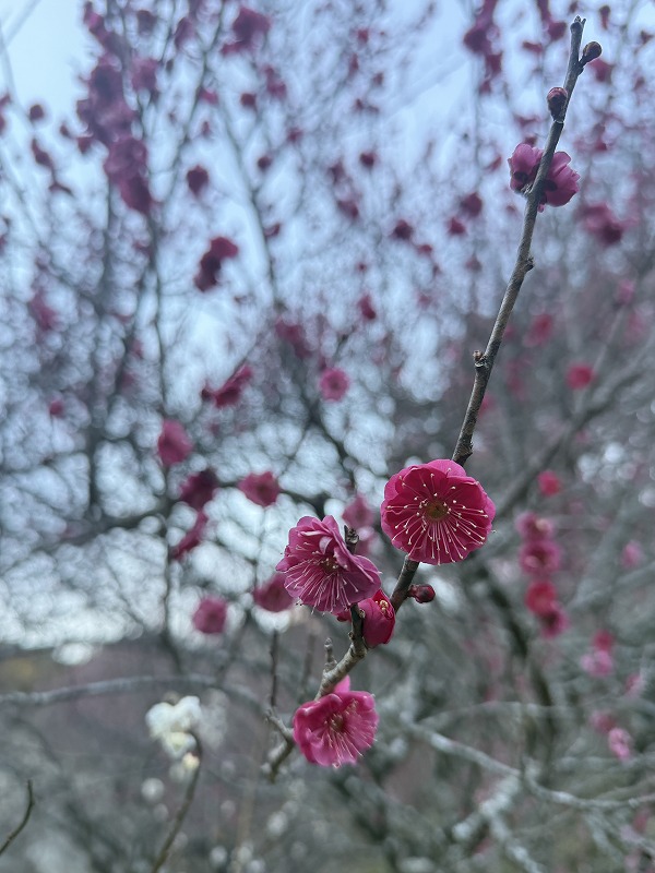 濃いピンクの梅