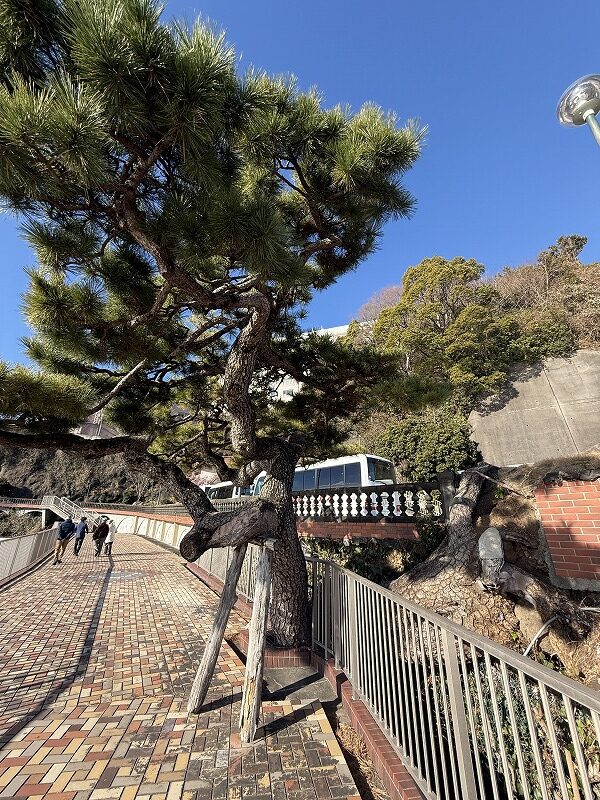 樹齢約800年の古樹「五竜の松」