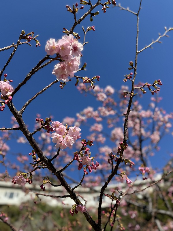 桜が2月に咲いていた