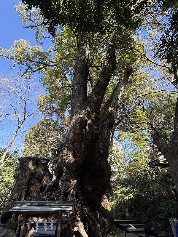 樹齢2,100年の大楠