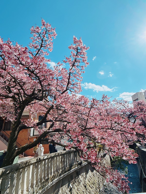 あたみ桜まつり
