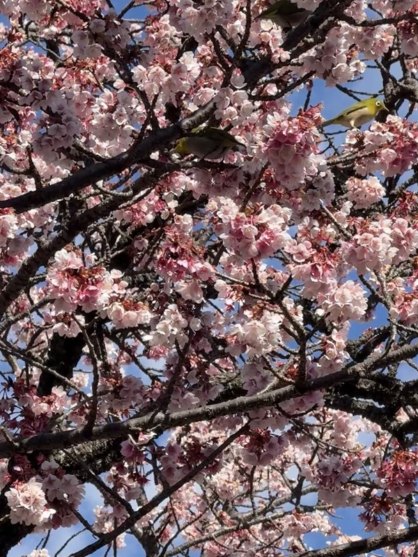 桜とメジロ2羽
