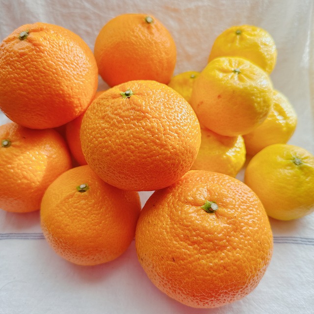 媛小春とはるみ・・・？