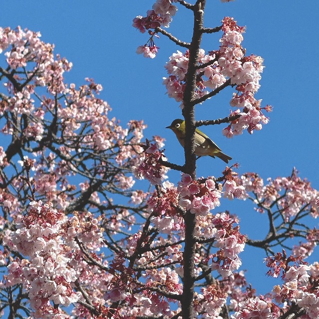 桜とメジロ