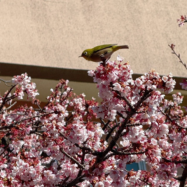 桜とメジロ