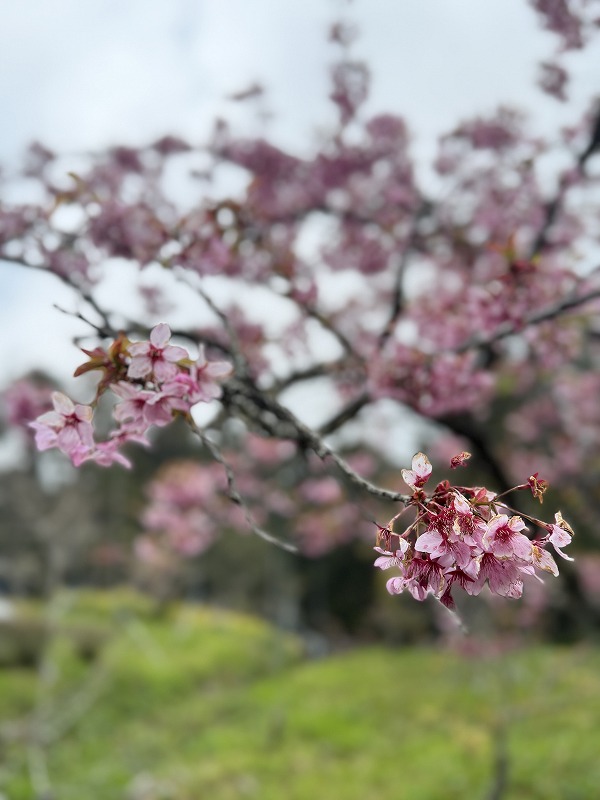 桜が咲いていた 3/21