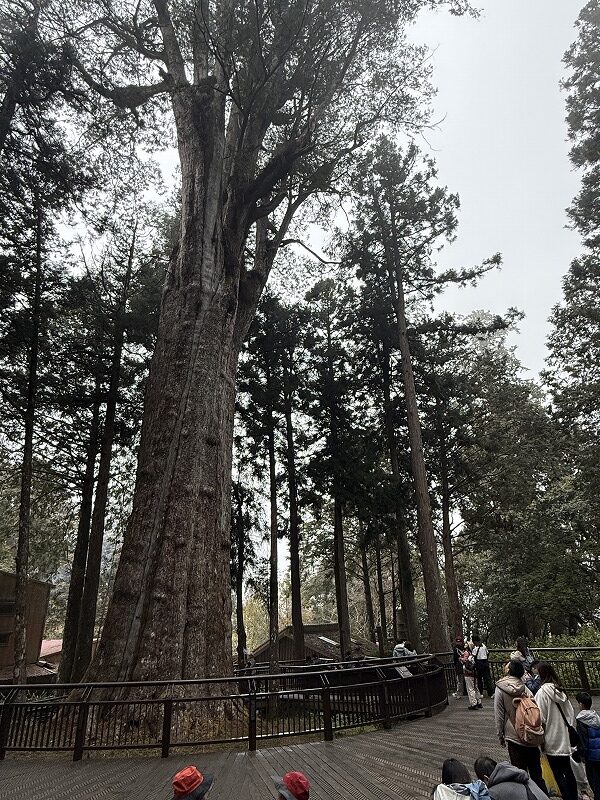 香林神木(樹齢2300年)