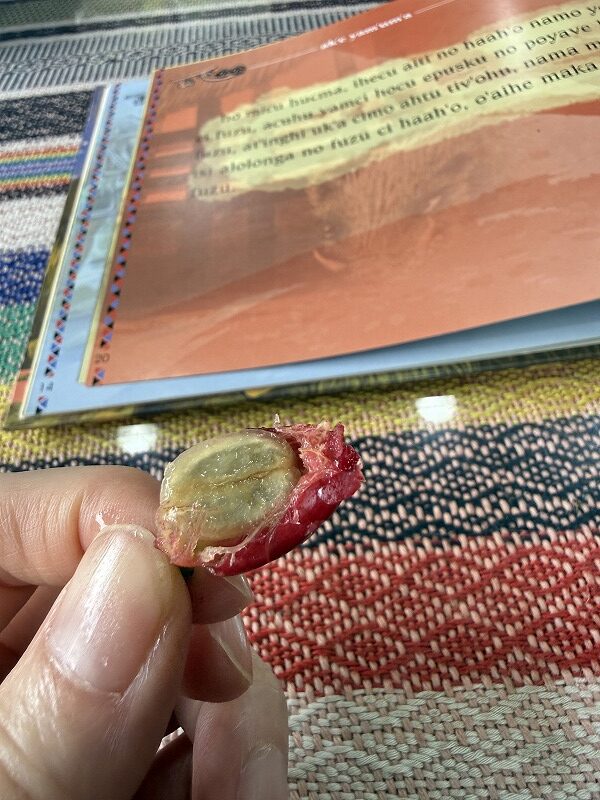 生のコーヒーの実いただきました