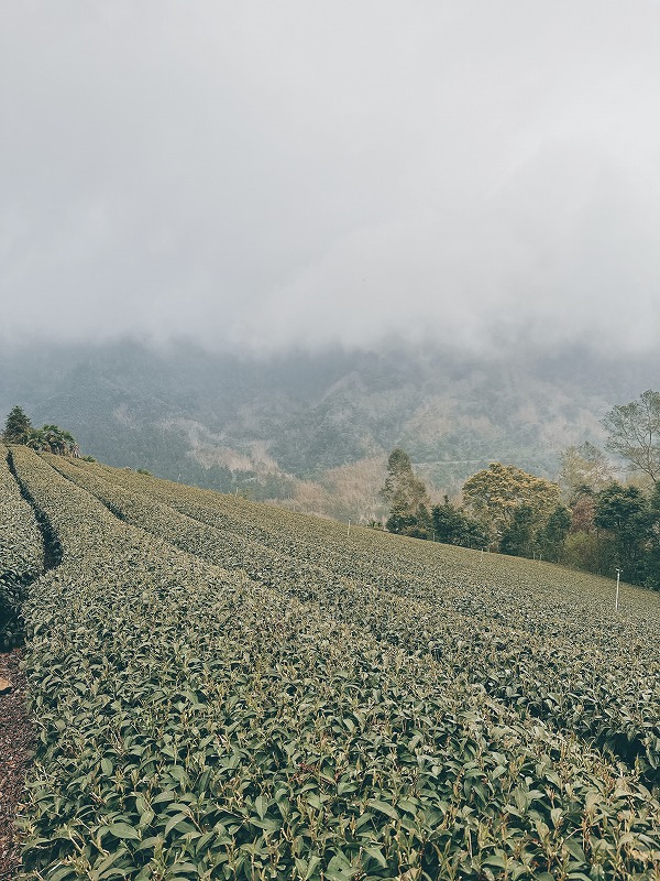 茶畑もありました。