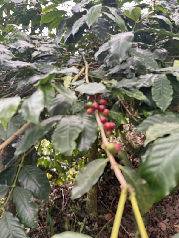 阿里山珈琲の木