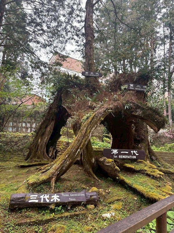 阿里山国家森林遊楽区 三代木