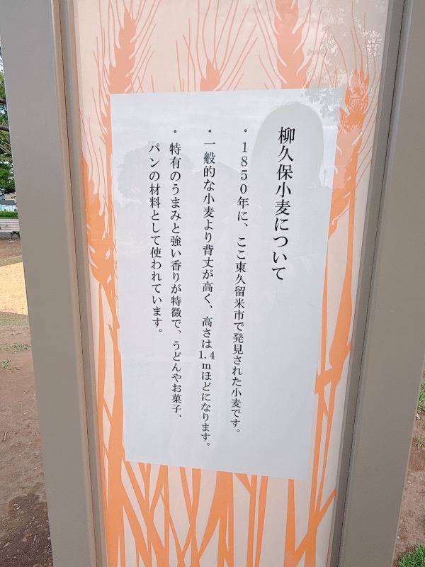 柳久保小麦は東久留米市名産