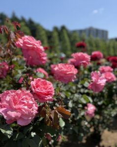 青空と薔薇