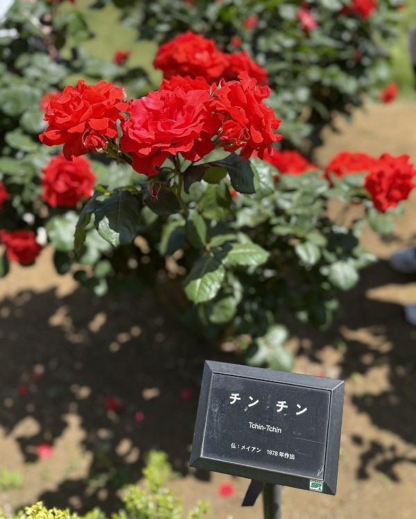 薔薇の名前がチンチン