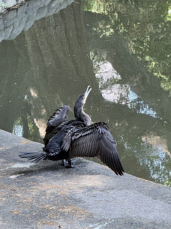 カワウの日向ぼっこ