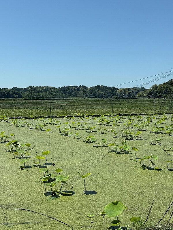 レンコン畑